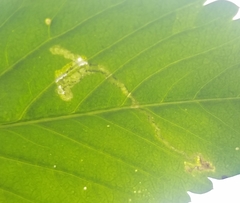 Insecta