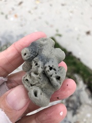 Schizoporella pungens