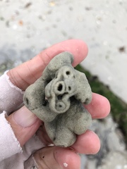 Schizoporella pungens