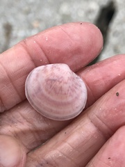 Semele proficua