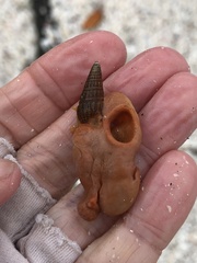 Pseudospongosorites suberitoides