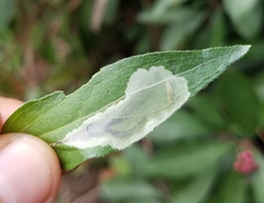 Calycomyza eupatorivora