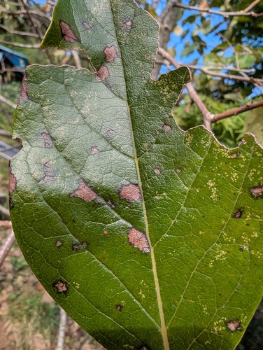 Cercospora kaki