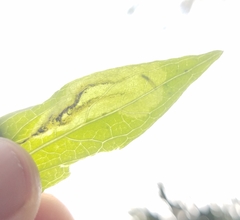 Calycomyza eupatorivora