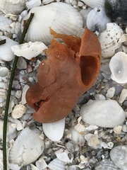 Pseudospongosorites suberitoides