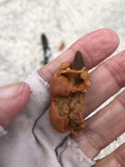 Pseudospongosorites suberitoides