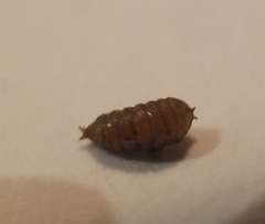 Calycomyza eupatorivora