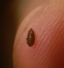 Calycomyza eupatorivora