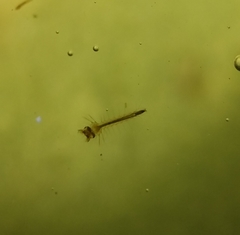 Culicidae
