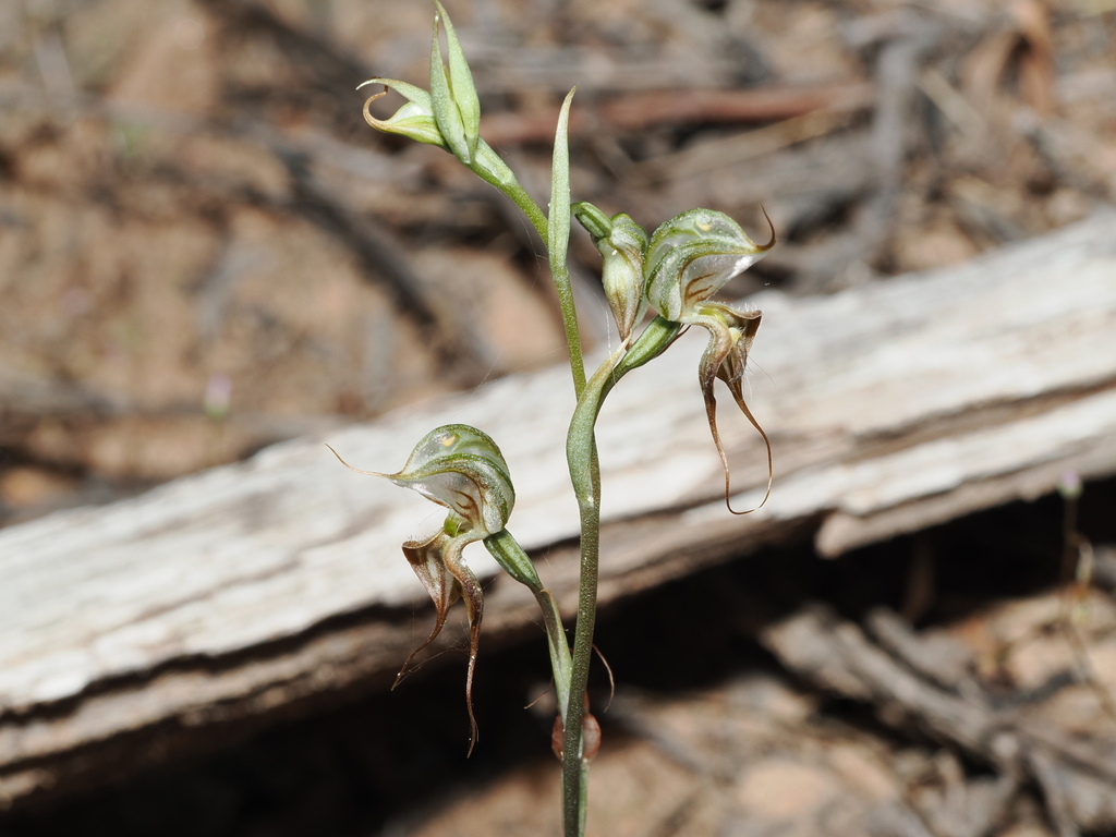 Pterostylis mitchellii