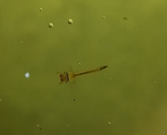 Culicidae