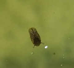 Culicidae