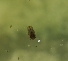 Culicidae