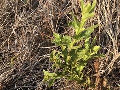Pterocaulon serrulatum