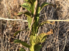 Pterocaulon serrulatum