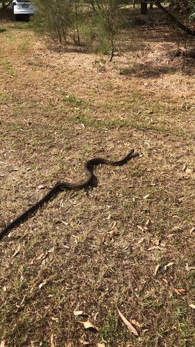 Coastal Carpet Python sighting