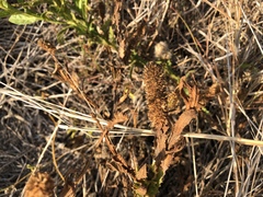 Pterocaulon serrulatum