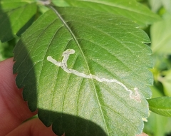 Insecta