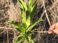 Pterocaulon serrulatum