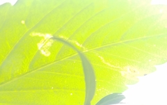Insecta