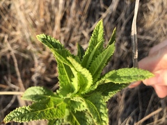 Pterocaulon serrulatum