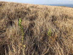 Pterocaulon serrulatum