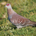 Northern Speckled Pigeon - Photo (c) Nik Borrow, some rights reserved (CC BY-NC), uploaded by Nik Borrow