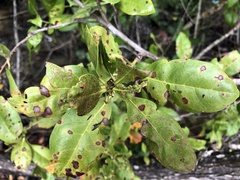 Calonectria cylindrospora