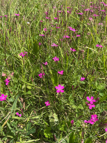 Maiden Pink
