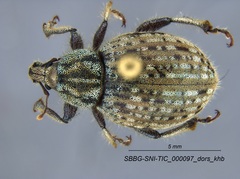 Trigonoscuta nicolana
