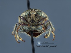 Trigonoscuta nicolana
