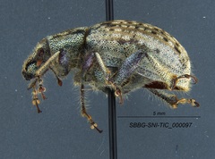 Trigonoscuta nicolana