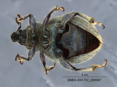 Trigonoscuta nicolana