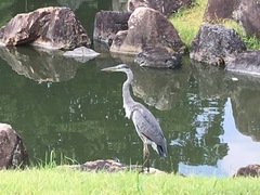 Ardea cinerea