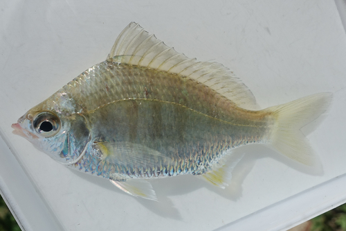 Pale silver-biddy (Gerres silaceus) — Gerreidae