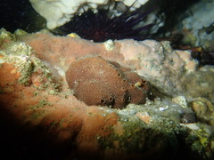 Amphimedon trindanea