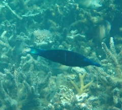 Gomphosus caeruleus