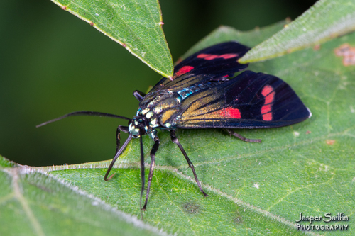 Genus Diospage · iNaturalist