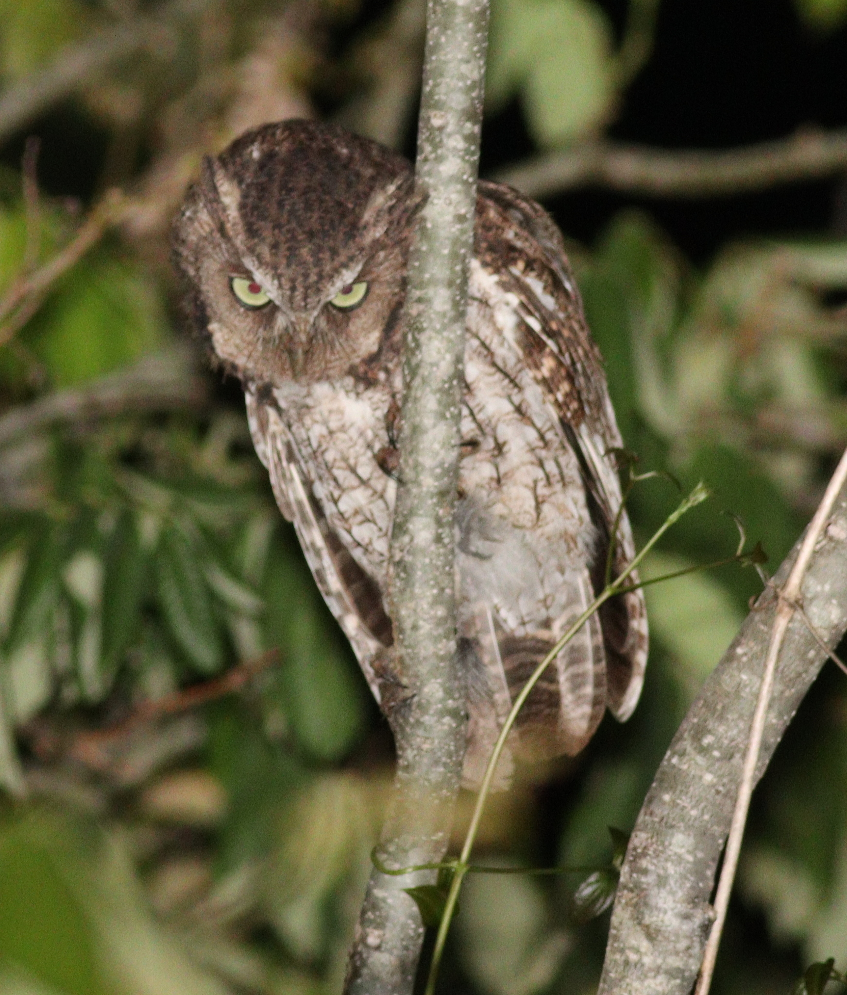 Middle American Screech Owl (Megascops guatemalae), photo 5