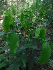 Melicoccus bijugatus