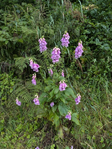purple foxglove