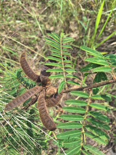 Giant Sensitive Plant