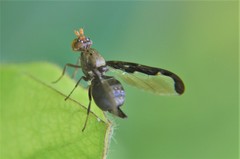 Diacrita costalis