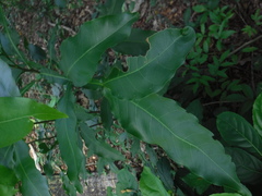 Melicoccus bijugatus