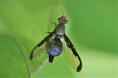 Diacrita costalis