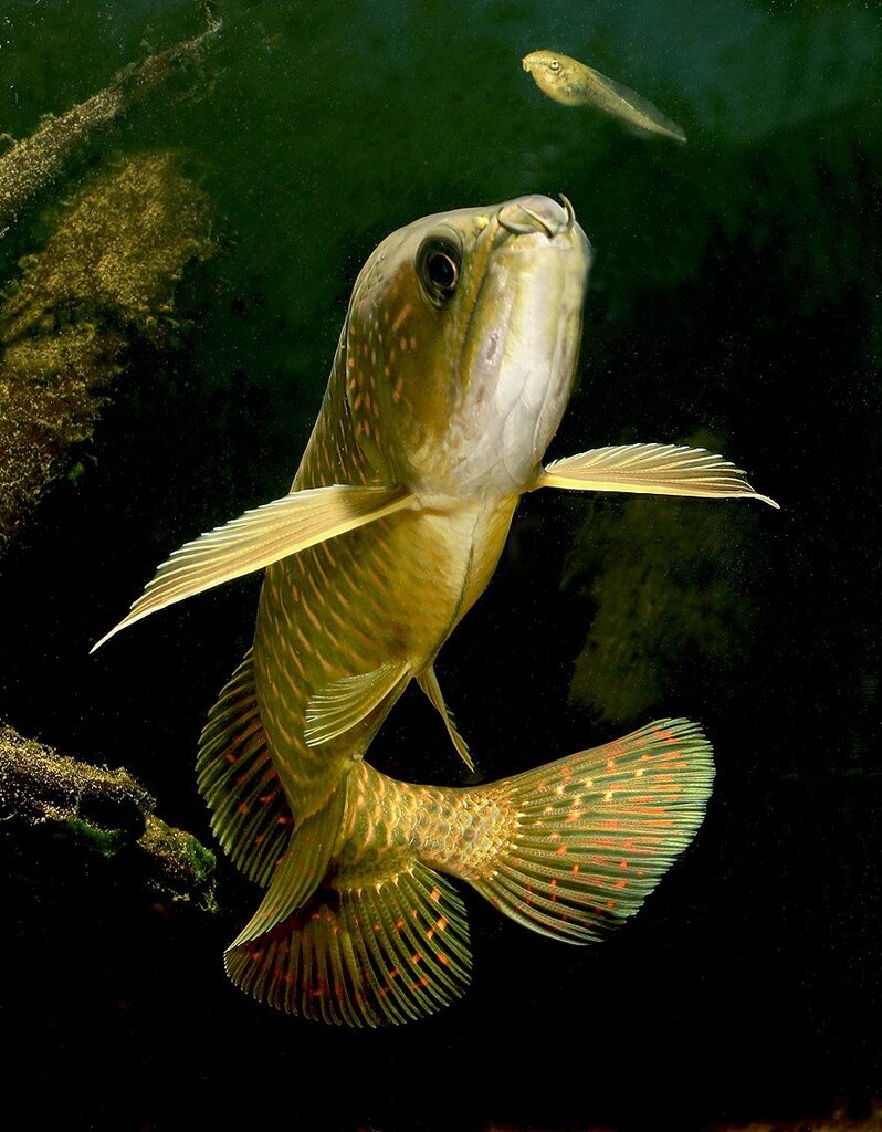 Australian Bonytongue