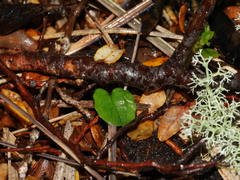 Townsonia deflexa
