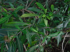 Barleria lupulina