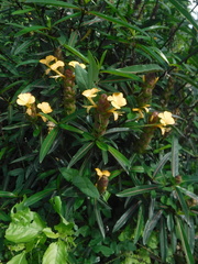 Barleria lupulina