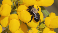 Chalepogenus caeruleus